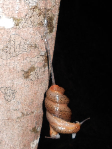 Il mio primo Limax dell'' millipunctatus-gruppo!